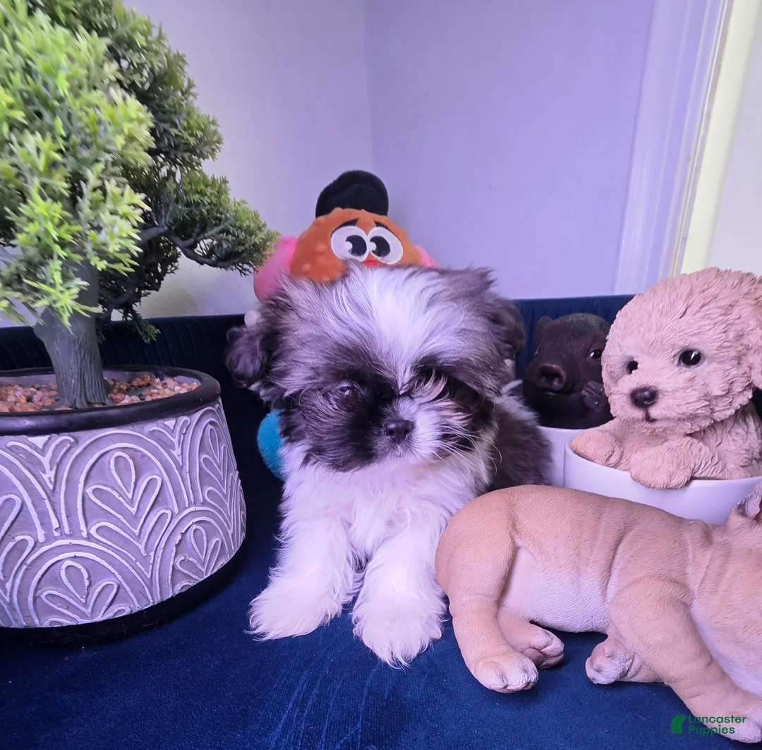 Shih Tzu dogs for sale: Shih Tzu Puppy luquin  - Ad 3
