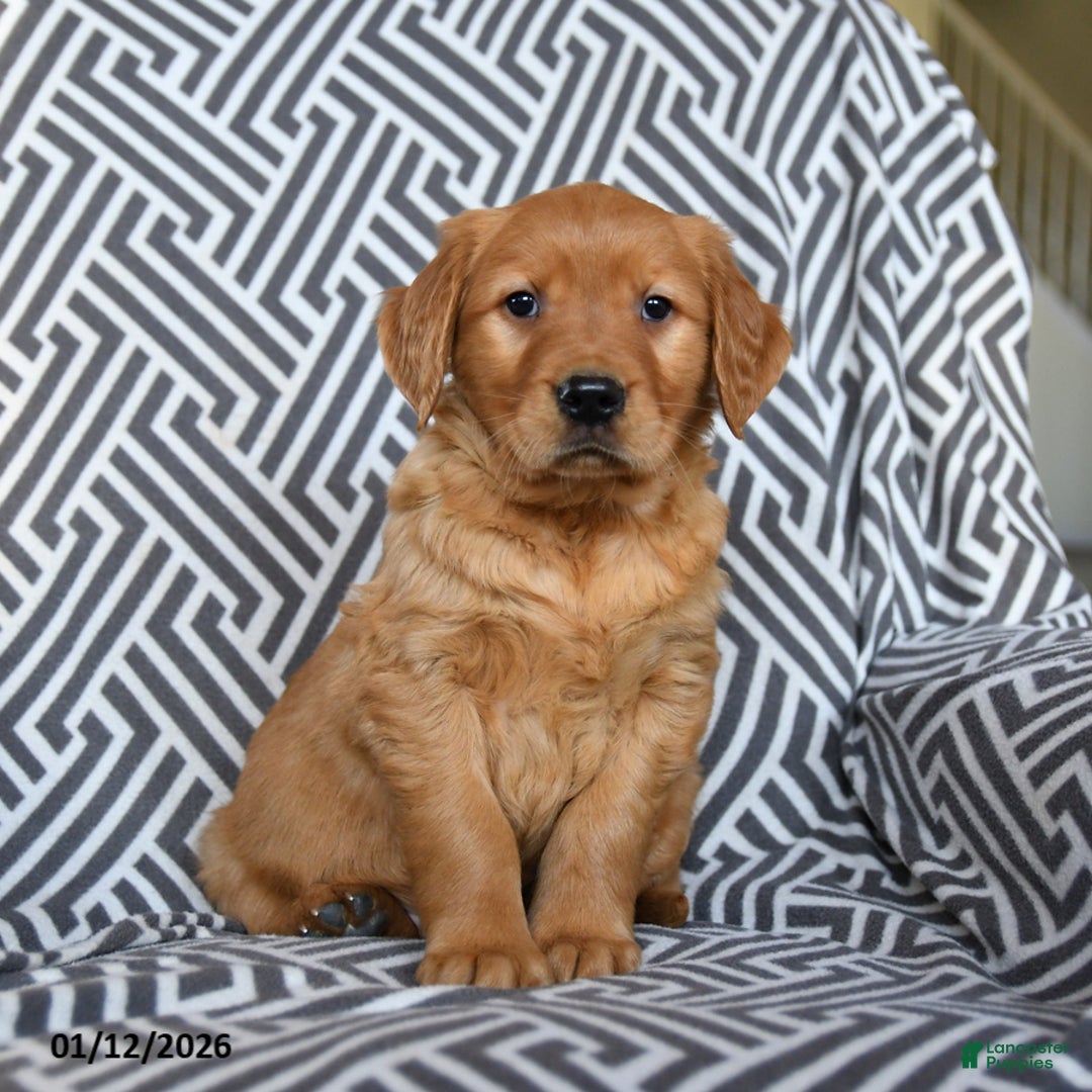 Golden Retriever dogs for sale: Lemon - Ad 1