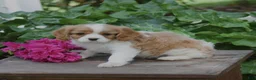 Cavalier King Charles Spaniel dogs for sale: Alex - Ad 3