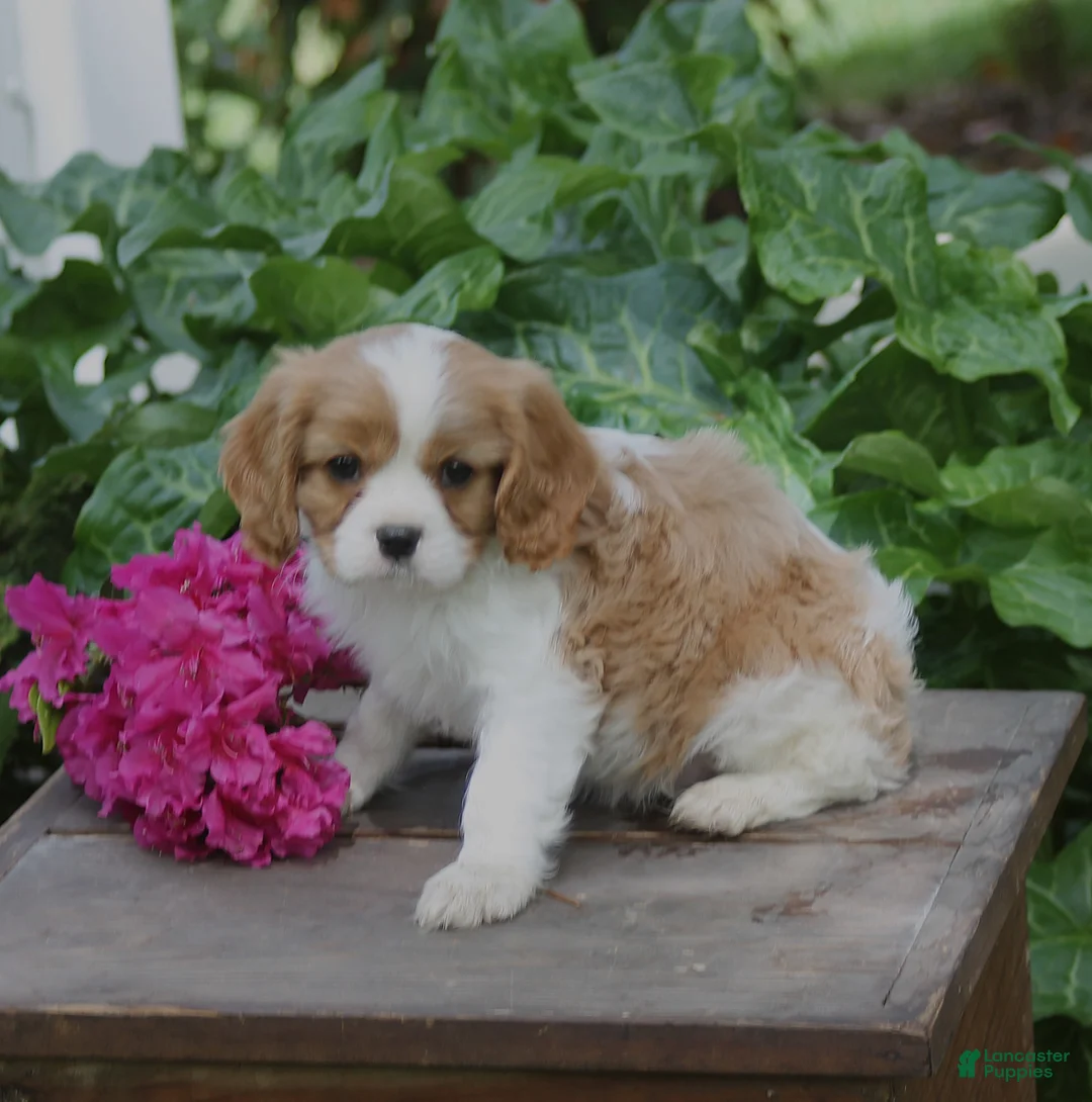 Cavalier King Charles Spaniel dogs for sale: Alex - Ad 3