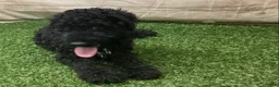Kerry Blue Terrier dogs for sale: Alvin - Ad 5