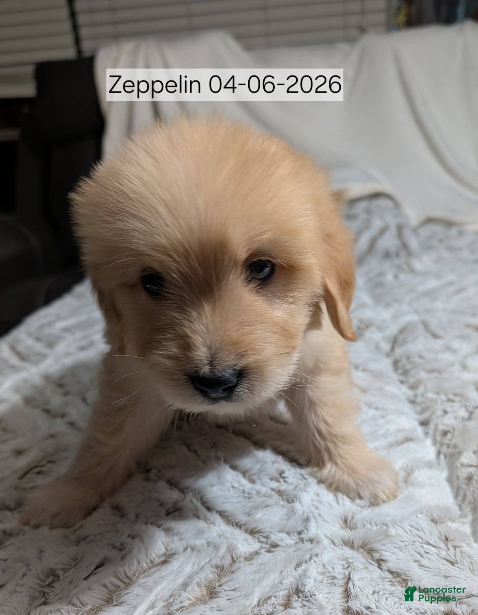 Mixed Breed dogs Zeppelin - Ad 31