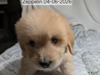 Mixed Breed dogs Zeppelin - Ad 31