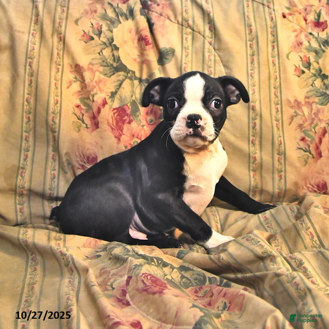 Boston Terrier dogs for sale: Murphy - Ad 5