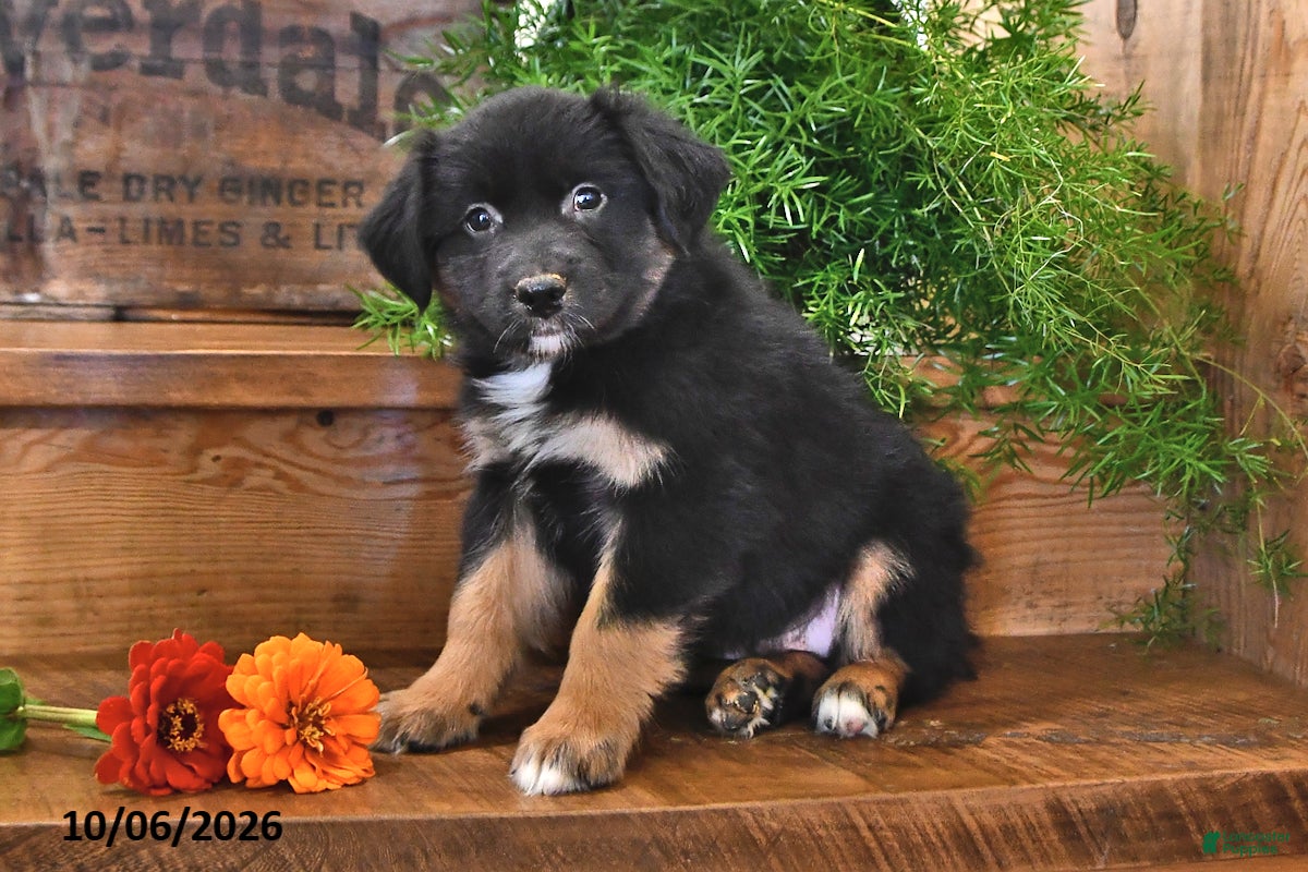 Australian Shepherd dogs for sale: Razor - Ad 1
