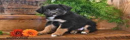 Australian Shepherd dogs for sale: Razor - Ad 3