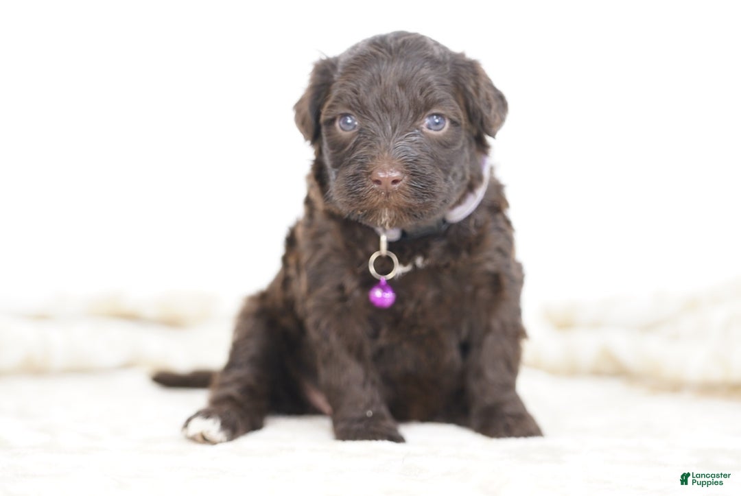 Portuguese Water Dog dogs for sale: Ruby - Ad 3