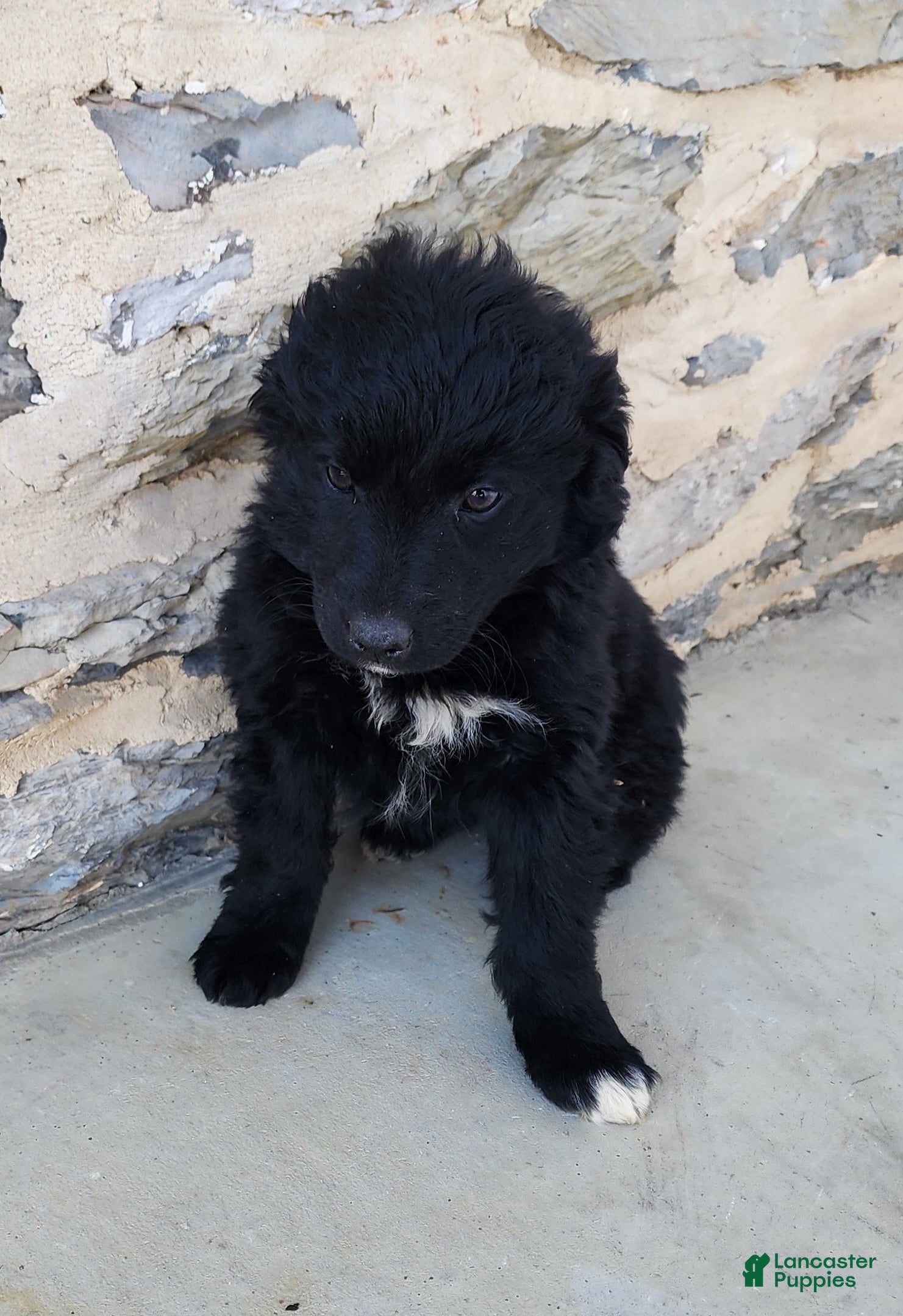 Mixed Breed dogs Mixed Breed Puppy 5 - Ad 2