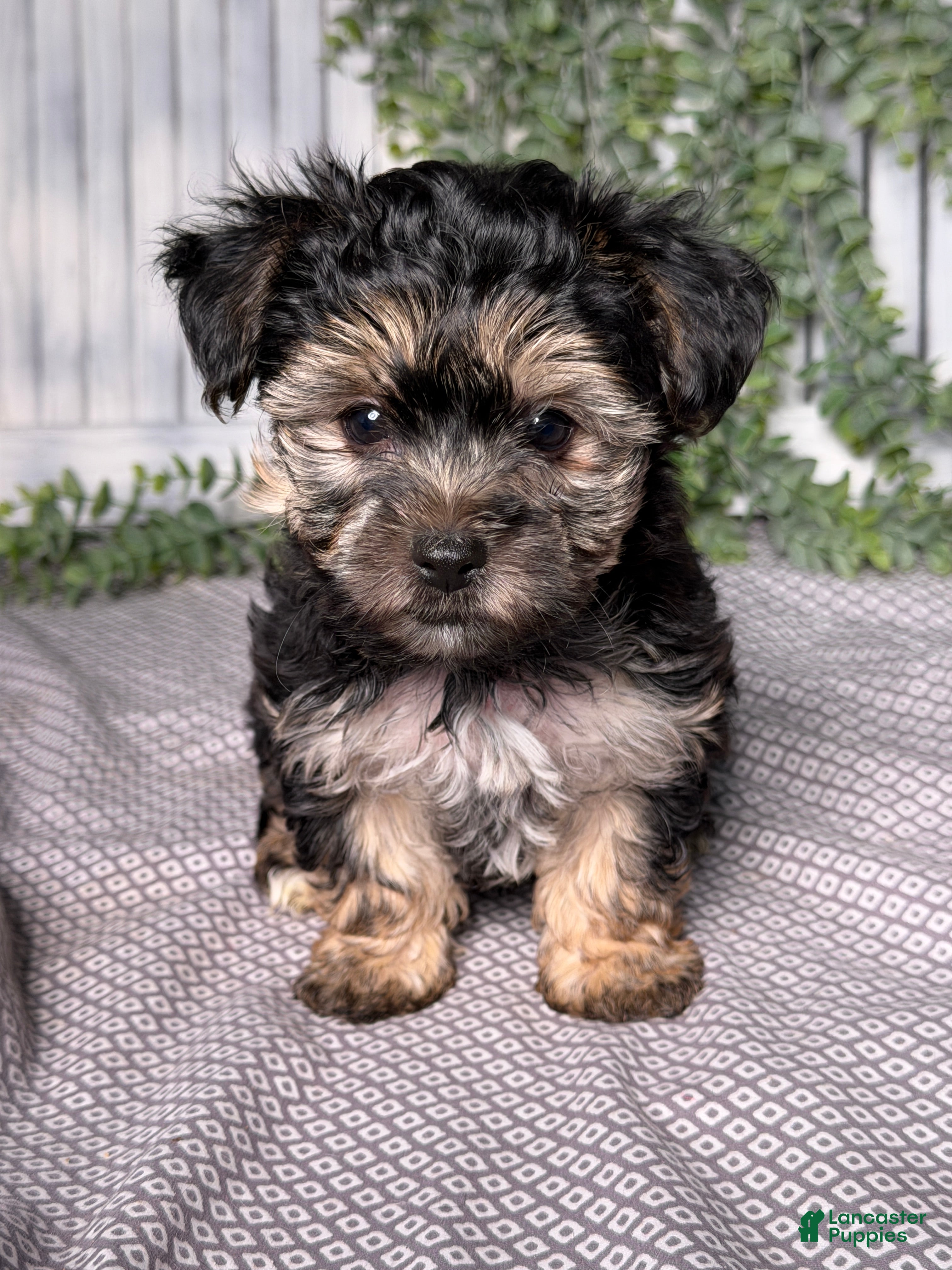 Yochon dogs Mason - Ad 1