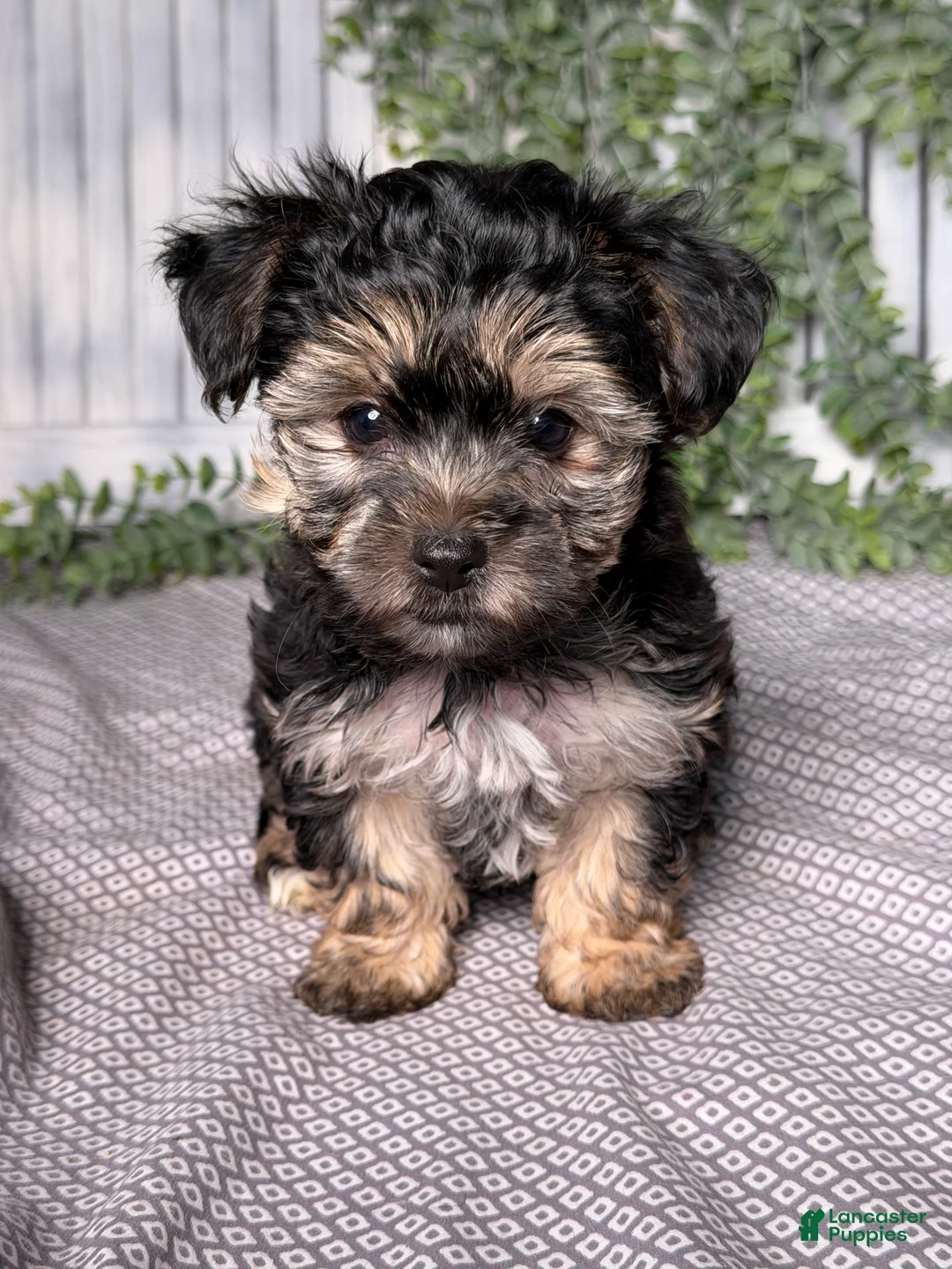 Yochon dogs for sale: Mason - Ad 1