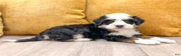 Mini Bernedoodle dogs for sale: Buster - Ad 7