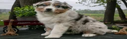 Australian Shepherd dogs for sale: Buster - Ad 2