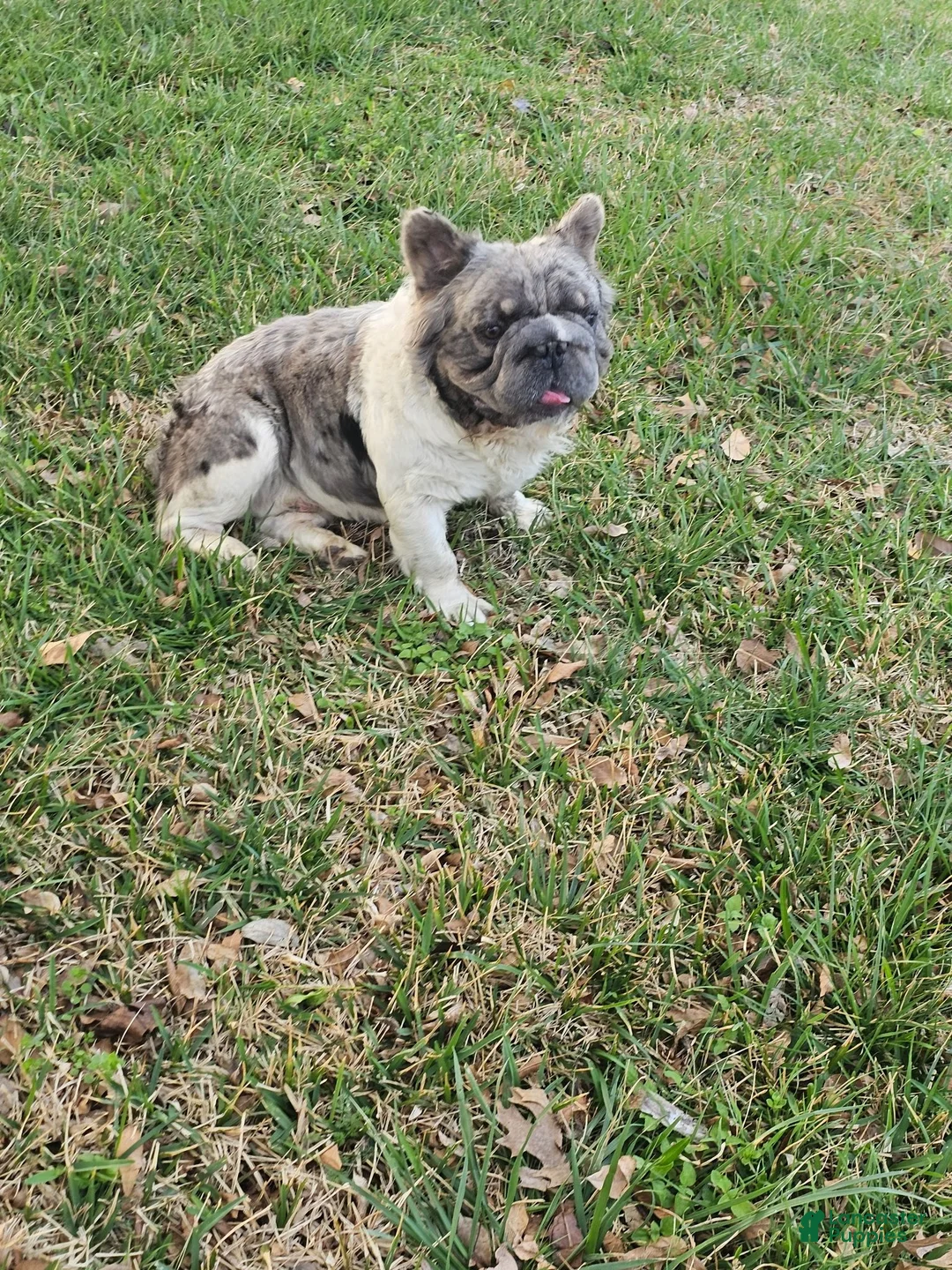 French Bulldog dogs for sale: French Bulldog 2 - Ad 5