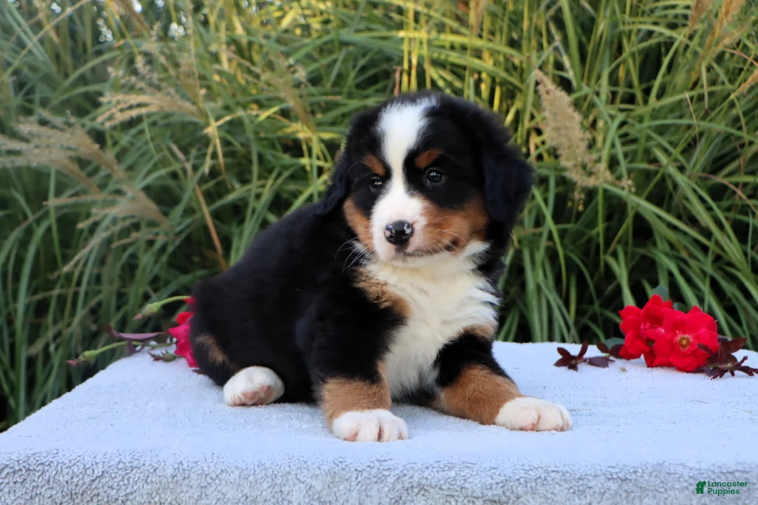 Bernese Mountain Dog dogs for sale: Larry AKC - Ad 2