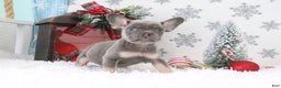 French Bulldog dogs for sale: Jimmy - Ad 4