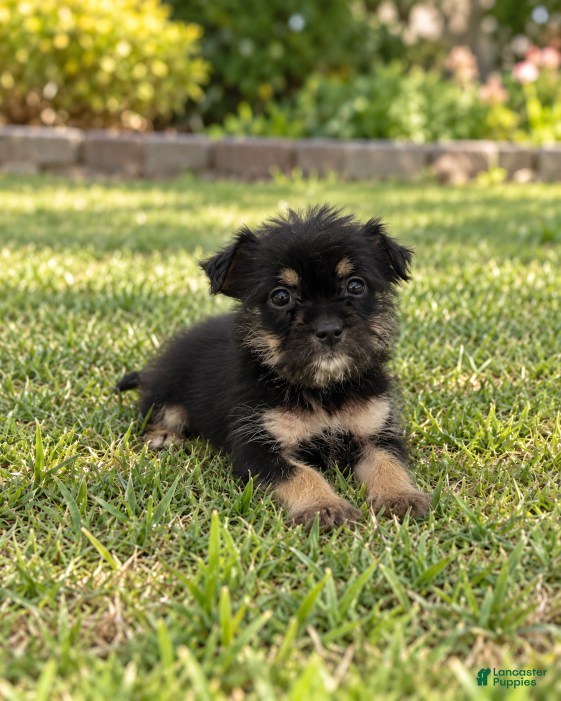 Benji (Morkie, Male) in Cape Coral, FL