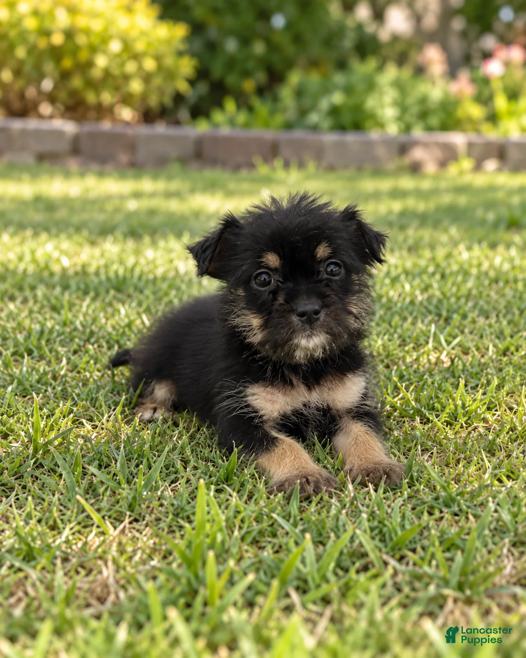 Morkie dogs for sale: Benji - Ad 1