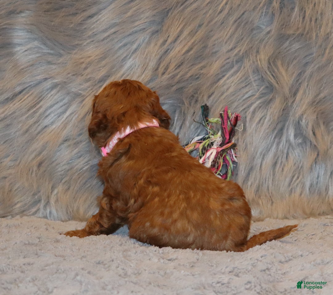 Mini Goldendoodle dogs for sale: Willow 🌷👨‍👨‍👧‍👦💞🐕 - Ad 14