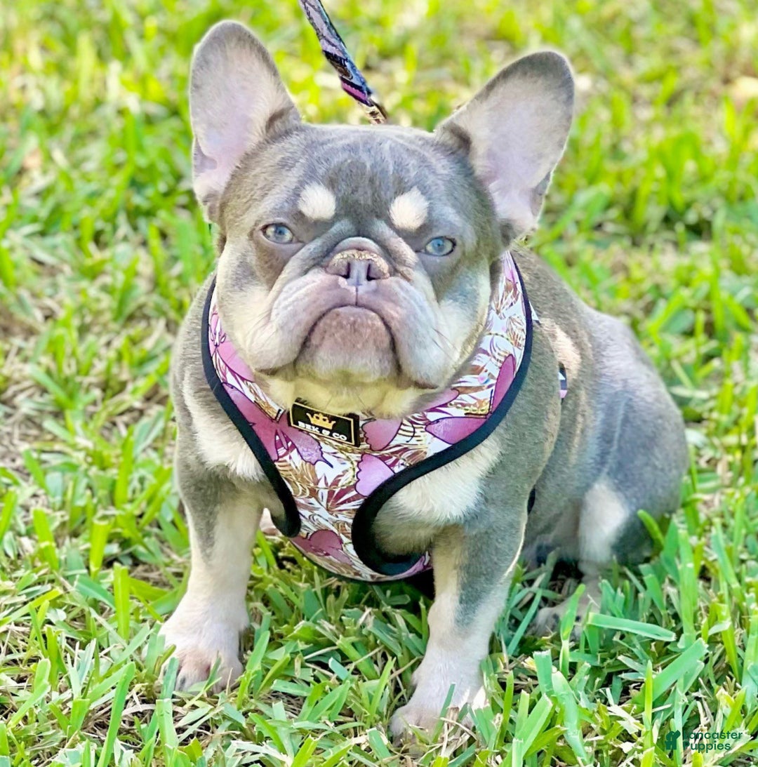 French Bulldog dogs for sale: French Bulldog Puppy 7 - Ad 2