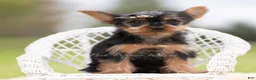 Yorkshire Terrier dogs for sale: Sparky - Ad 2