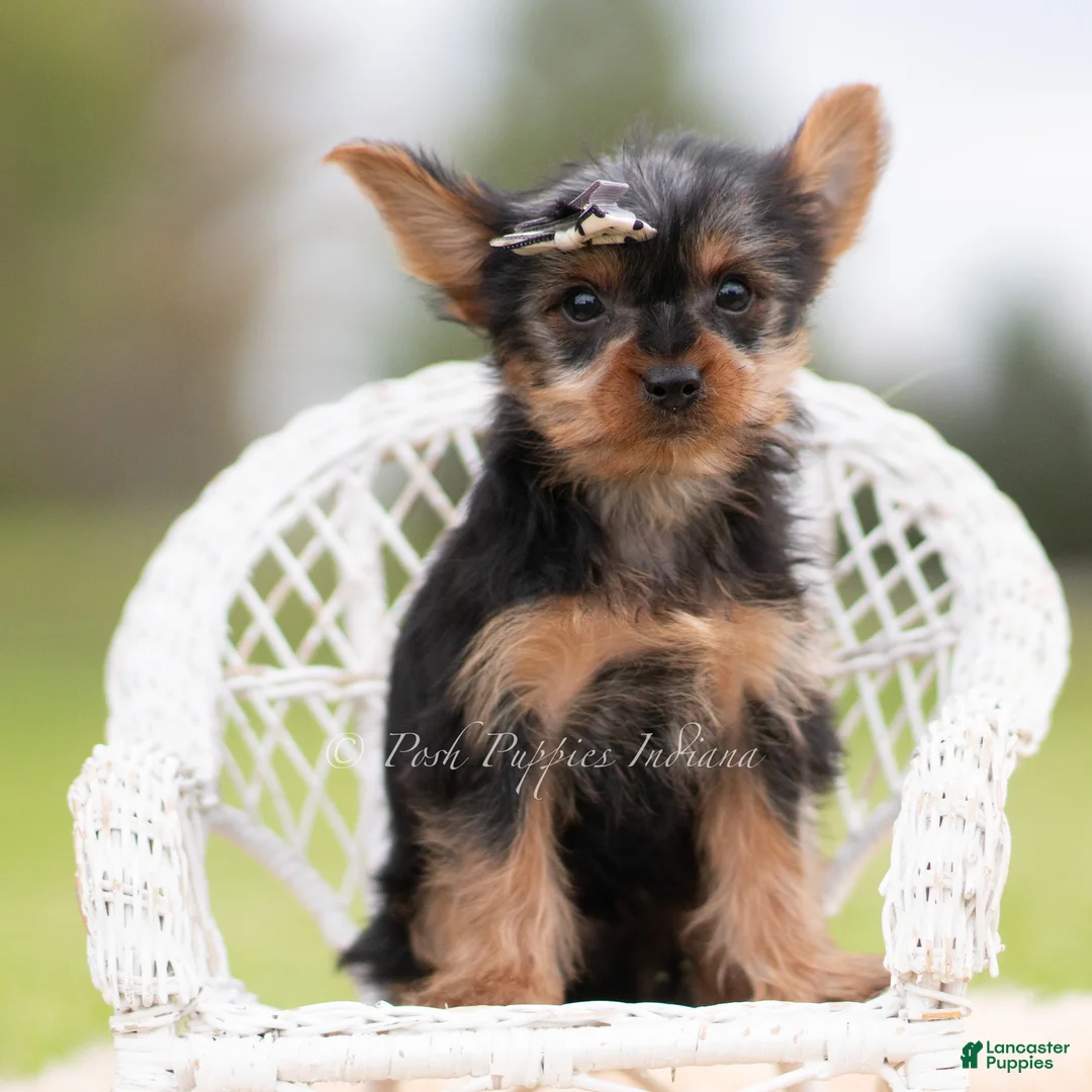 Yorkshire Terrier dogs for sale: Sparky - Ad 2
