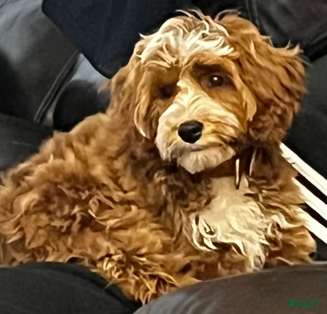 Gallery Image {{count}}