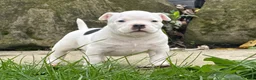 American Bully dogs for sale: Black/White Pied  - Ad 6