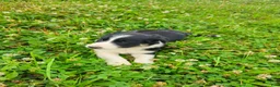 Border Collie dogs for sale: Jake - Ad 4