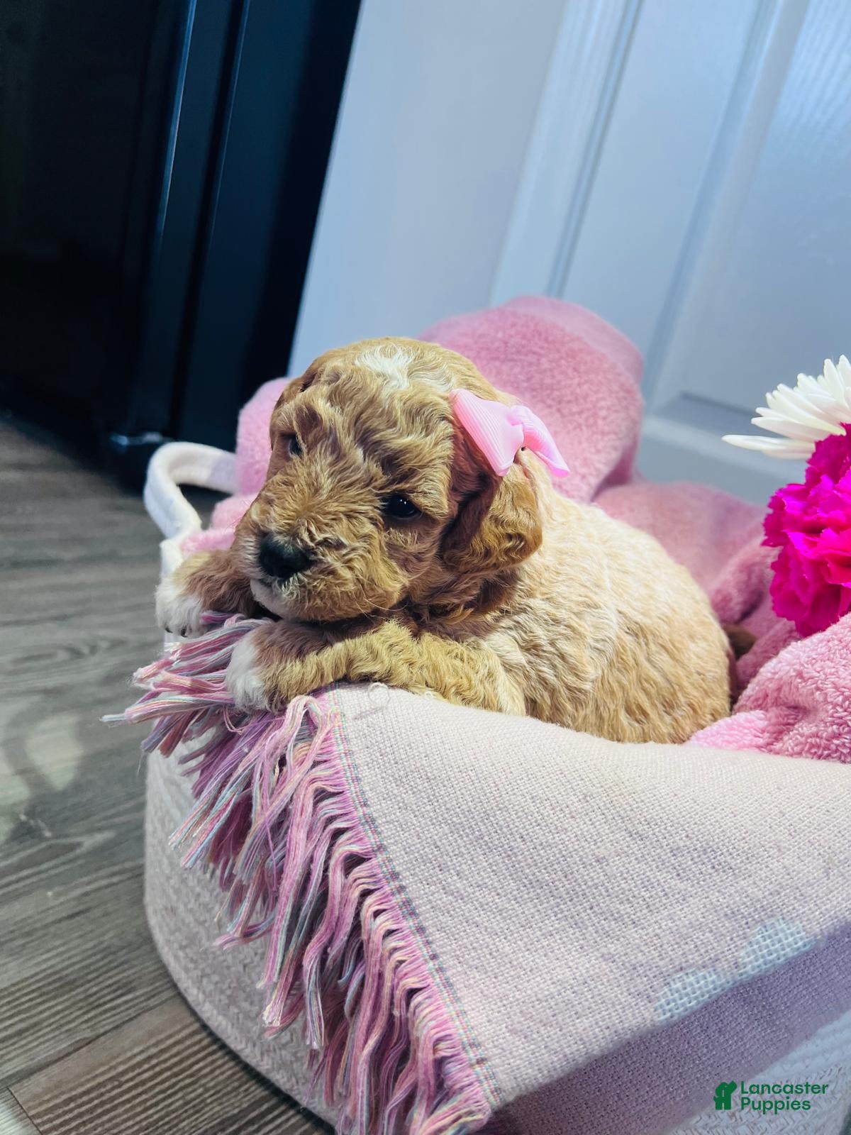 Miniature Poodle dogs Miniature Poodle Puppy 2 - Ad 6