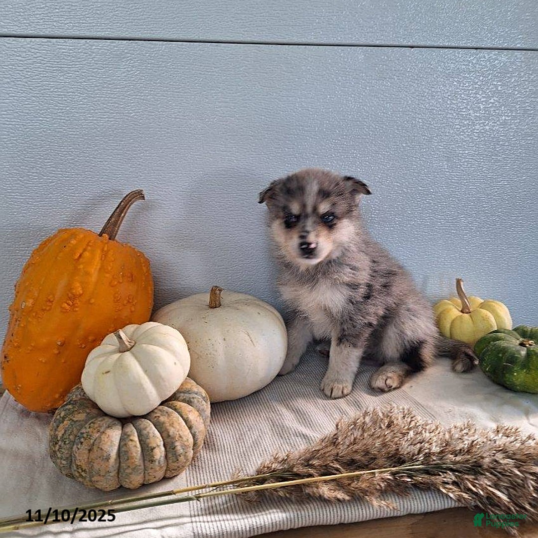 Pomsky dogs for sale: Dax - Ad 4