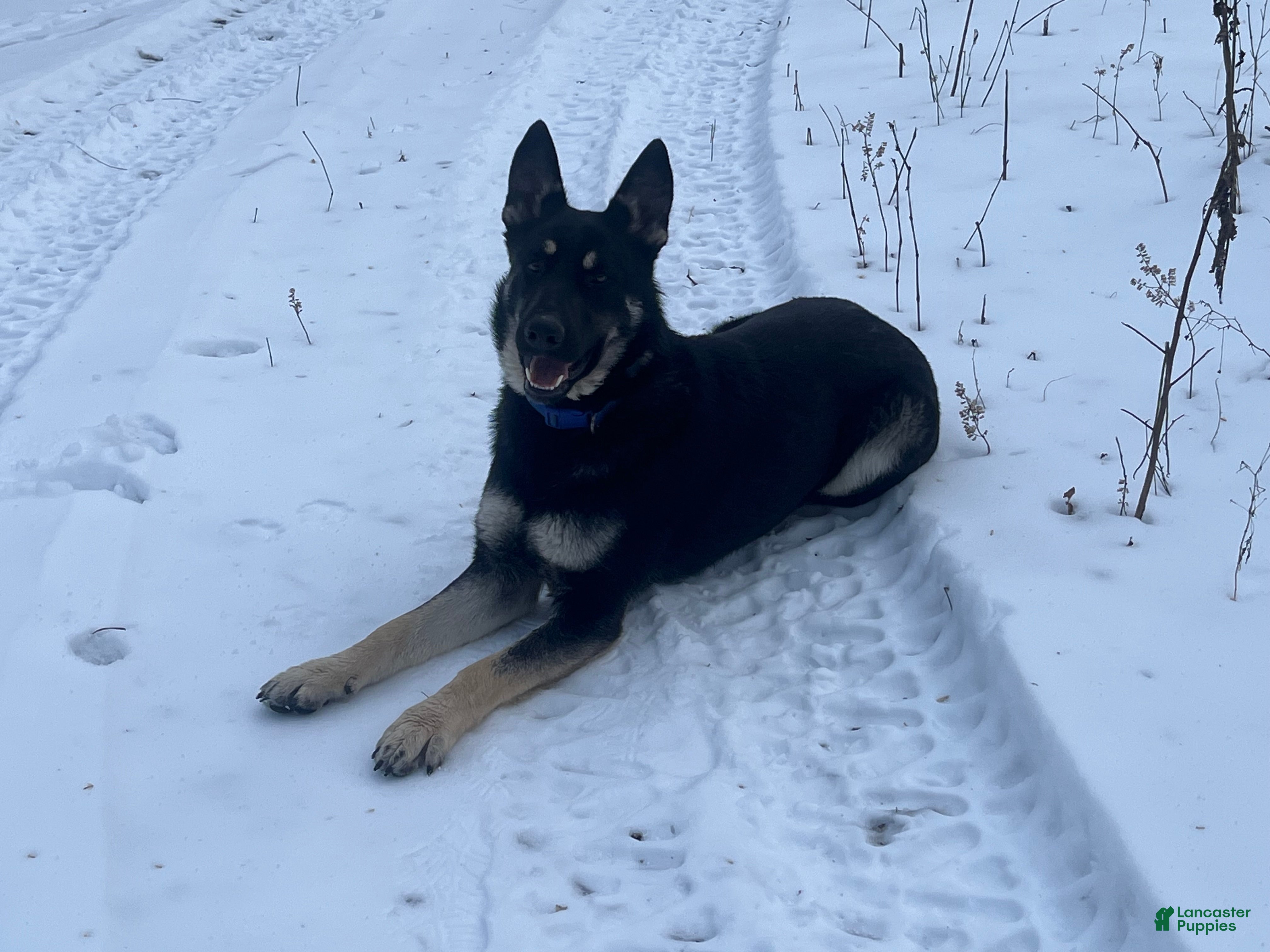 German Shepherd dogs for sale: COMING SOON!! Trained Deterrent Dog!!  - Ad 1