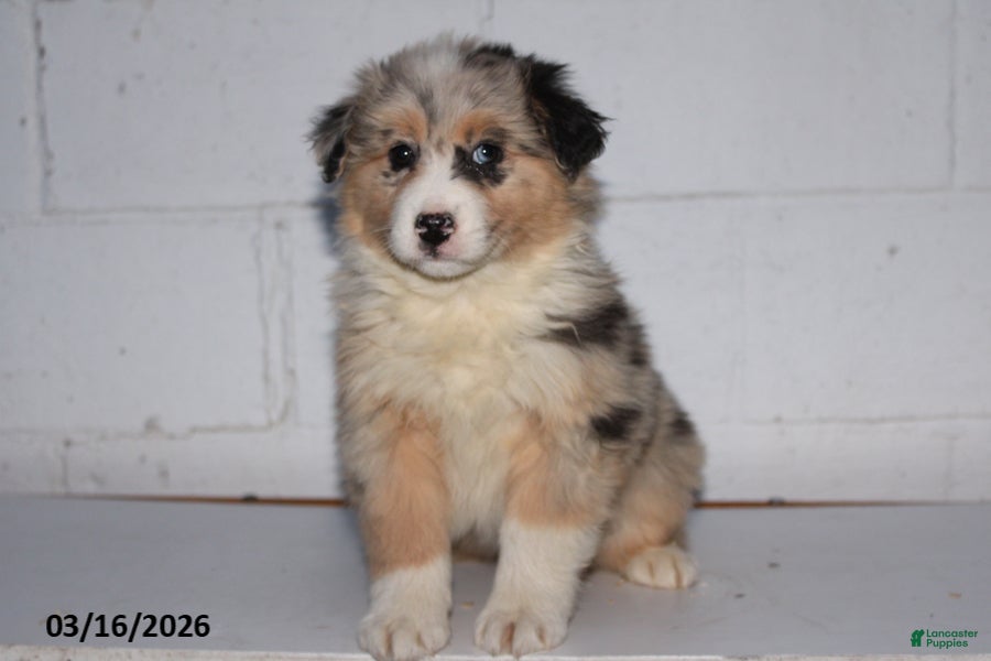 Australian Shepherd dogs Royal - Ad 2