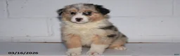 Australian Shepherd dogs for sale: Royal - Ad 2