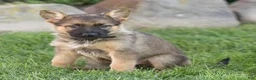 German Shepherd dogs for sale: Steph German Shepherd  - Ad 3
