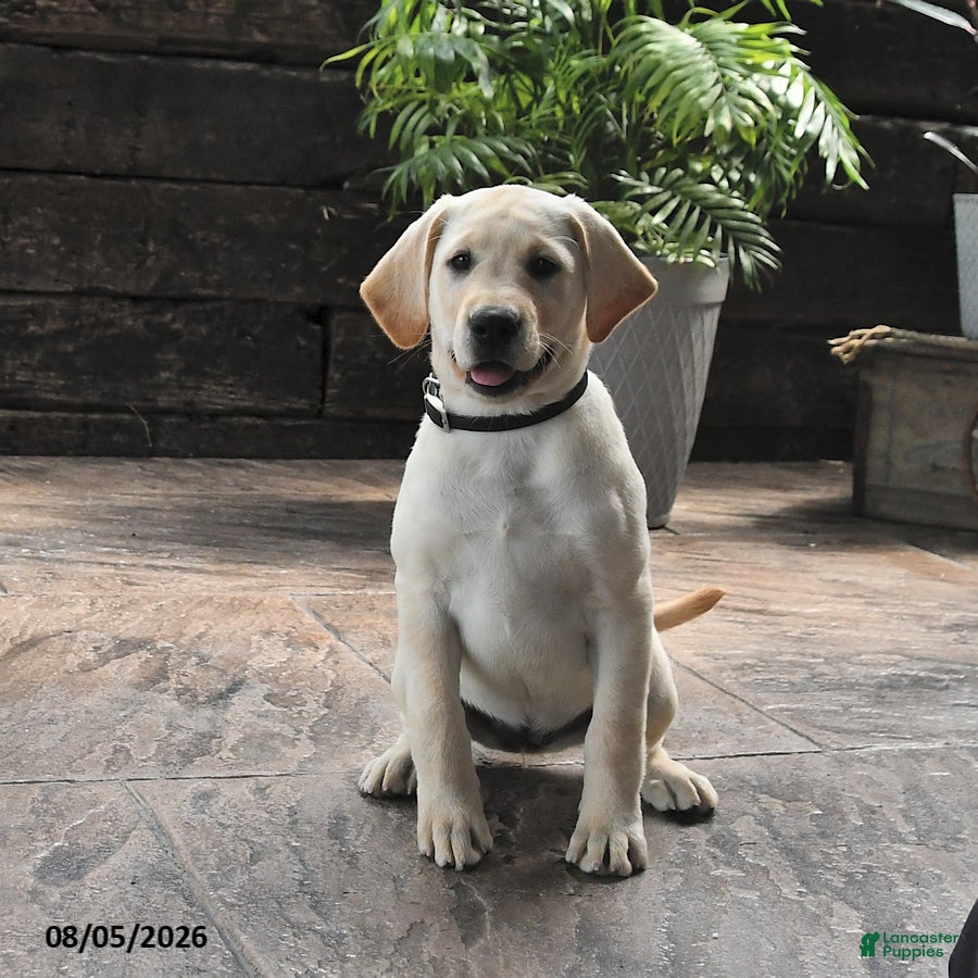 Labrador Retriever dogs Muffin - Ad 1