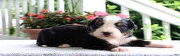 Bernese Mountain Dog dogs for sale: Kasper - Ad 5
