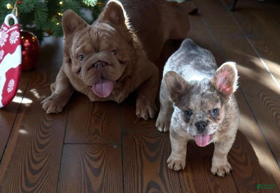French Bulldog dogs for sale: French Bulldog Puppy  - Ad 1