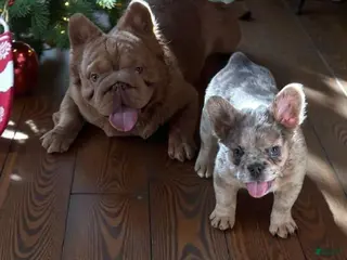 French Bulldog dogs French Bulldog Puppy - Ad 2