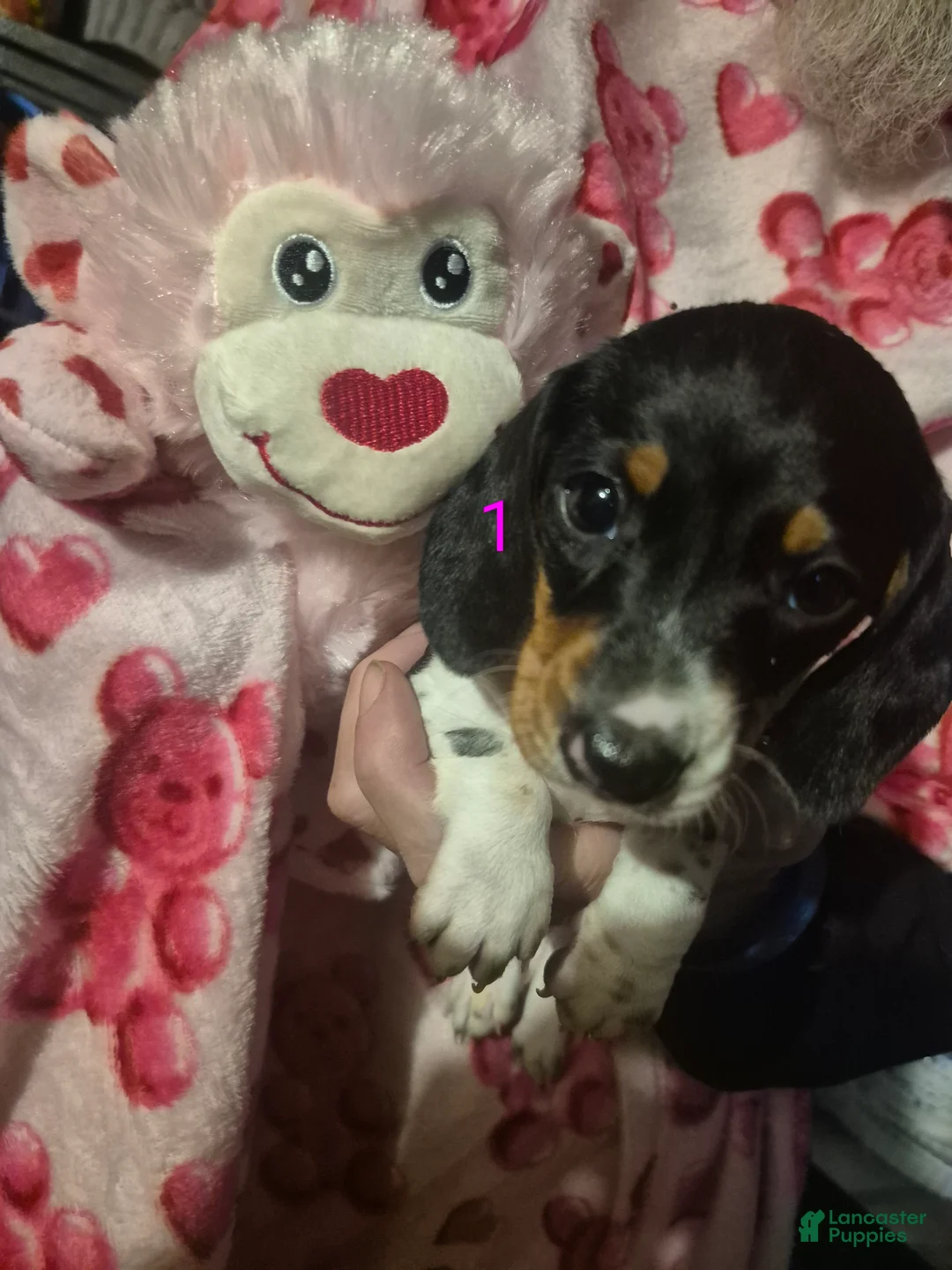 Miniature Dachshund dogs for sale: Miniature Dachshund Puppy 4 - Ad 2