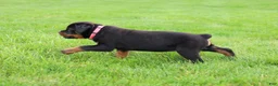Rottweiler dogs for sale: Bailey  - Ad 4