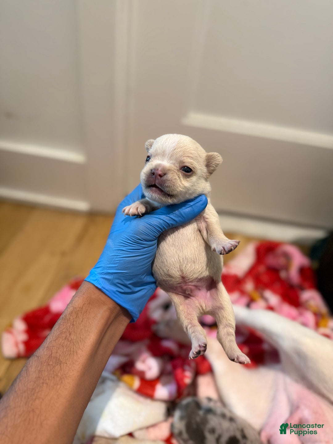 French Bulldog dogs for sale: Ice - Ad 5