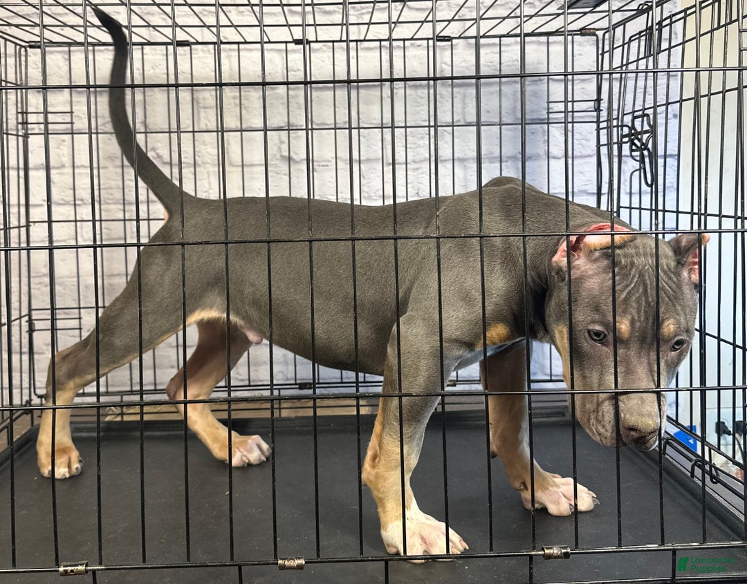 American Bully dogs for sale: Diezel - Ad 4