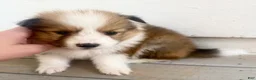 Shetland Sheepdog dogs for sale: Sylvan  - Ad 10