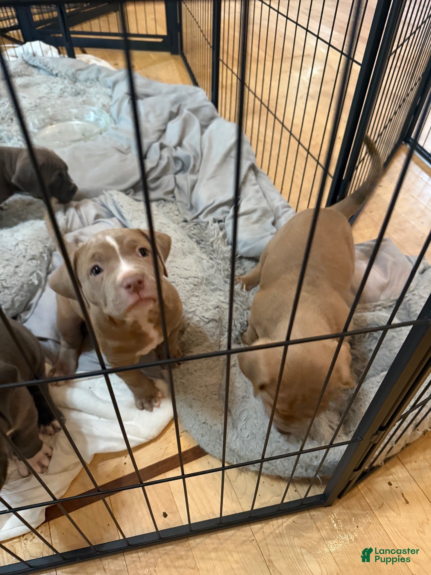 American Pit Bull Terrier dogs for sale: Pup4 - Ad 1