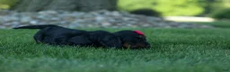 Miniature Dachshund dogs for sale: Honey 🐾❤️ - Ad 6
