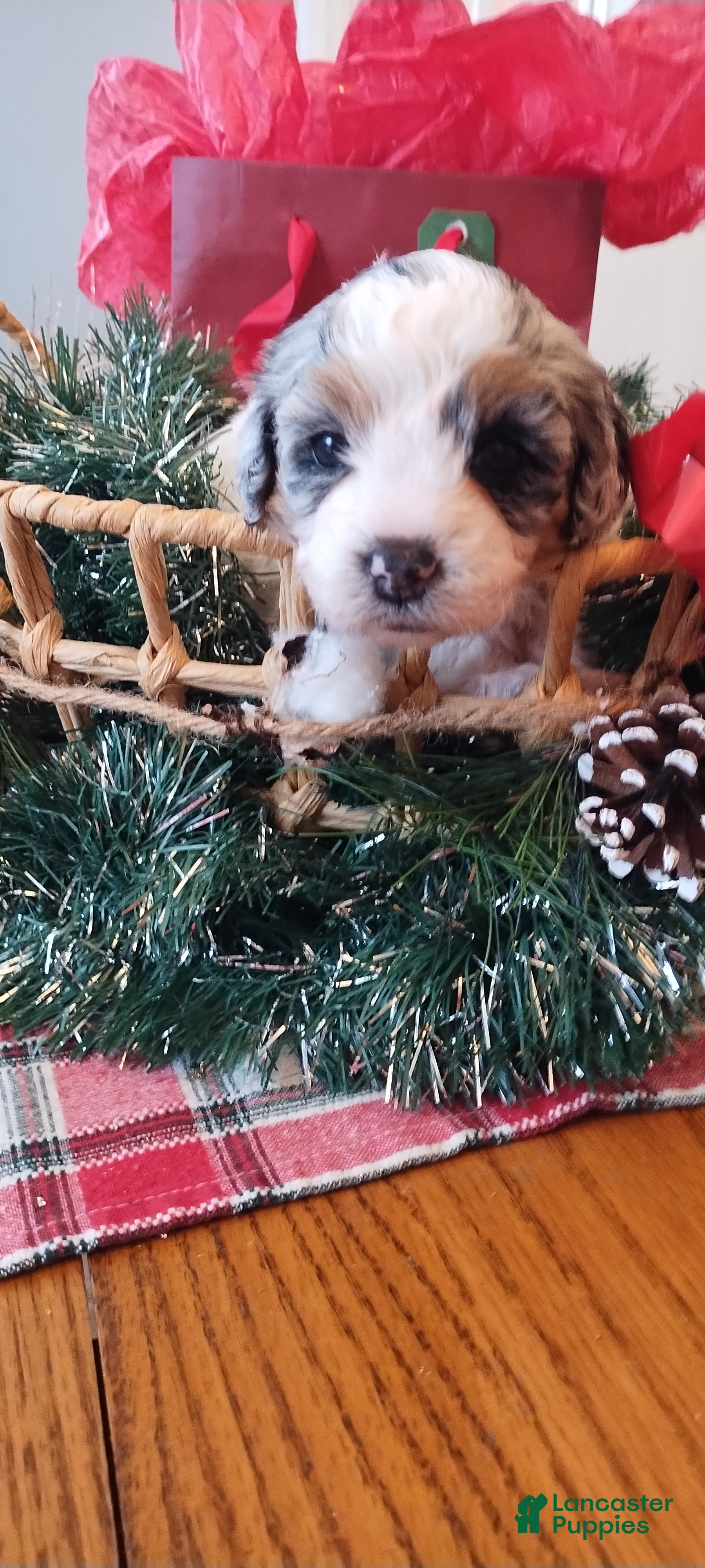 Mixed Breed dogs Hailey  - Ad 13