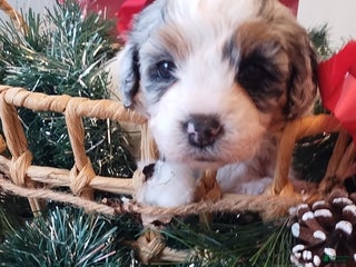 Mixed Breed dogs Hailey - Ad 6