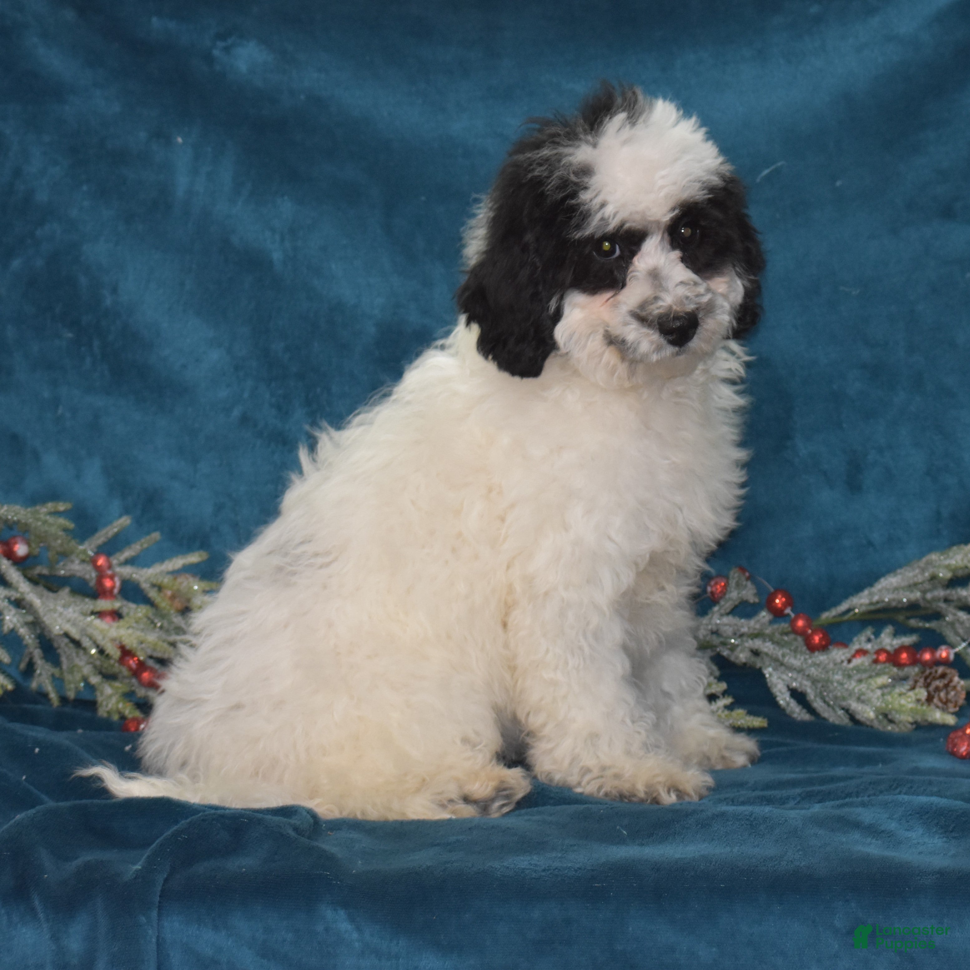 Miniature Poodle dogs Zandra - Ad 8