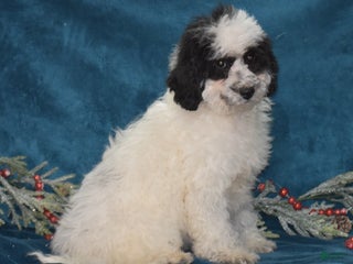 Miniature Poodle dogs Zandra - Ad 8