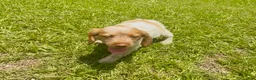 Brittany Spaniel dogs for sale: Maggie - Ad 3